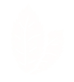 Illustration feuille
